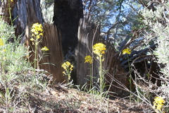 Erysimum capitatum capitatum