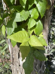 Toxicodendron radicans image