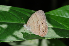 Paryphthimoides grimon