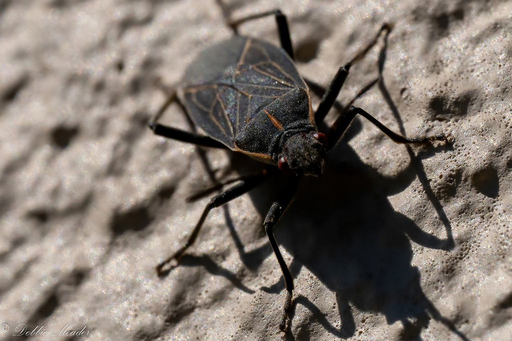 Western Boxelder Bug from Camas, WA, USA on March 12, 2022 at 11:20 AM ...