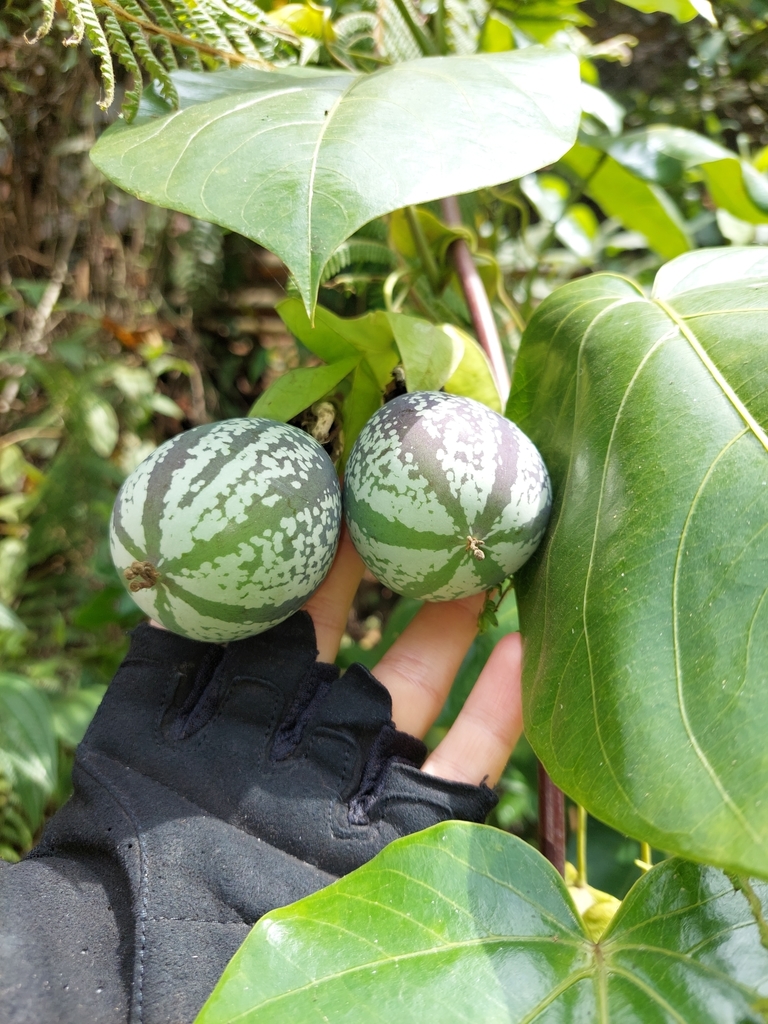 Tiliifolia