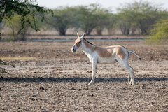 Equus hemionus khur