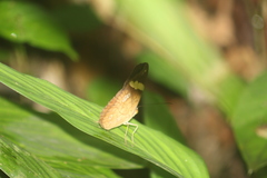 Xanthotaenia busiris