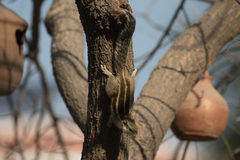 Funambulus pennantii