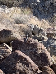 Crotaphytus vestigium