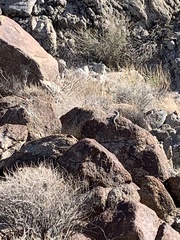 Crotaphytus vestigium