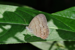 Paryphthimoides grimon