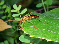 Strangalia luteicornis