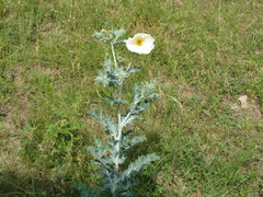 Argemone aurantiaca