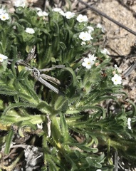 Cryptantha clementina