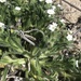 Cryptantha clementina - Photo (c) Justyn Stahl, algunos derechos reservados (CC BY-NC), subido por Justyn Stahl