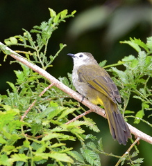 Pycnonotus flavescens leucops