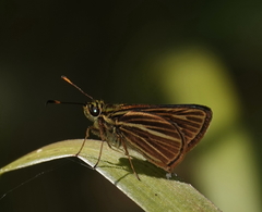 Parphorus sapala