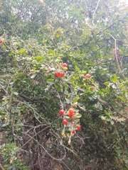 Castela erecta