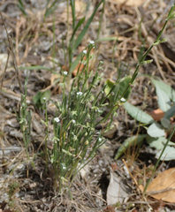Pectocarya linearis ferocula