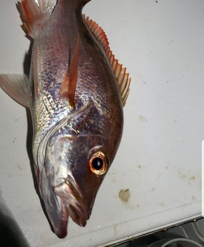 Lantern jaw (Lutjanus mahogoni) — Lutjanidae — 3