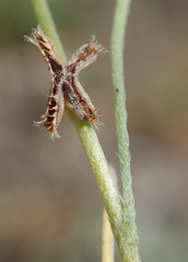 Pectocarya linearis ferocula