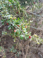 Castela erecta