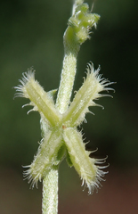 Pectocarya linearis ferocula