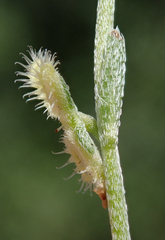Pectocarya linearis ferocula