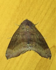 Bastilla hamatilis