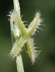 Pectocarya linearis ferocula