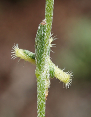 Pectocarya linearis ferocula