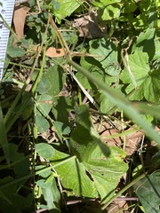 Hydrocotyle laxiflora