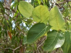 Ficus aculeata