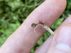 Sisyrinchium rosulatum