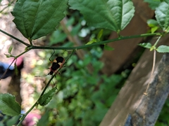 Dysdercus albofasciatus