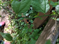 Dysdercus albofasciatus