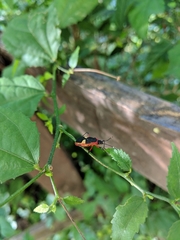 Dysdercus albofasciatus