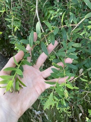 Melaleuca hypericifolia