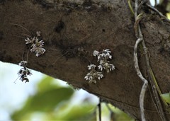 Dendrobium turbinatum