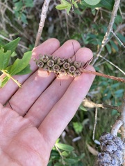 Melaleuca hypericifolia