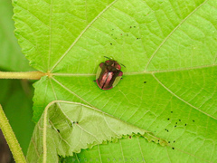 Cyrtonota serinus