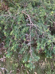 Melaleuca hypericifolia