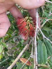 Melaleuca hypericifolia
