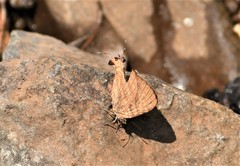 Cigaritis lohita