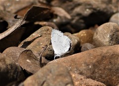 Neopithecops zalmora