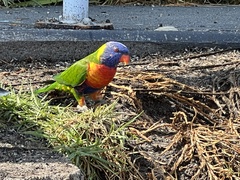 Trichoglossus moluccanus moluccanus