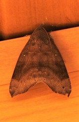 Bastilla hamatilis