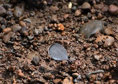 Neopithecops zalmora