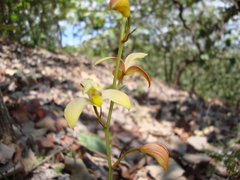 Bletia adenocarpa