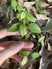 Vincetoxicum barbatum