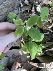 Vincetoxicum barbatum