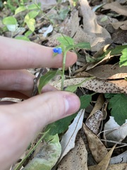 Commelina cyanea