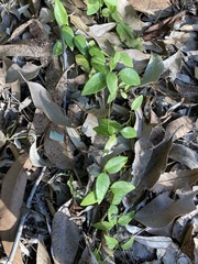 Vincetoxicum barbatum