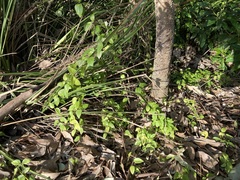 Vincetoxicum barbatum